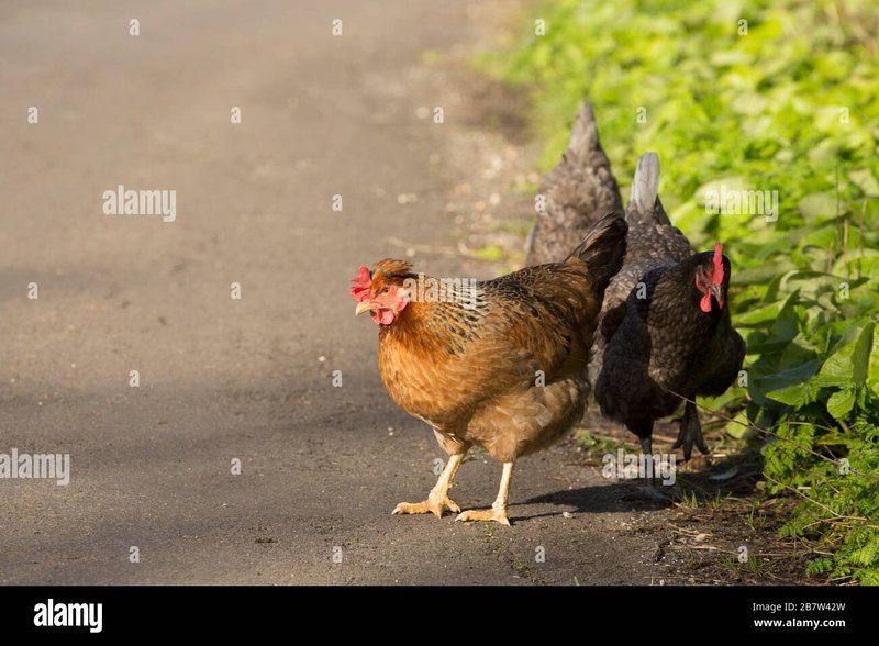 Découvrez le Jeu Populaire Chicken Road au Casino Sans Dépôt en Ligne à France