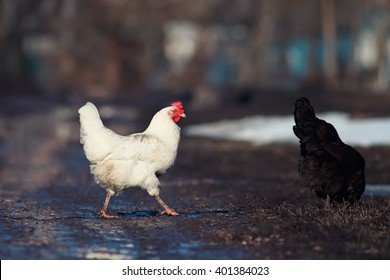 Spelenderwijs op de Chicken Road: Succesvol gokken met kippenmotief in Nederland